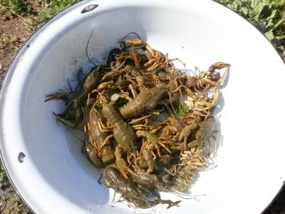 Прикрепленное изображение: P5250713.JPG